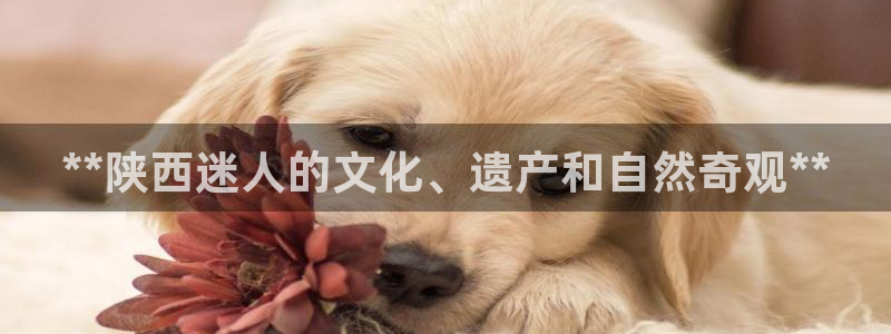 星欧娱乐公司创始人背景故事简介